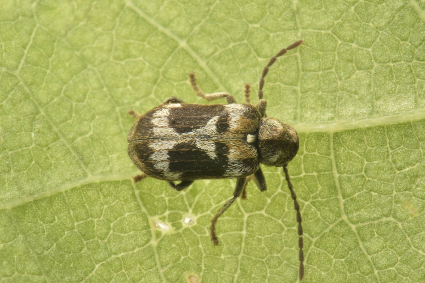 Anobiidae: Ptinomorphus regalis? Sì.